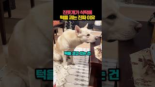 진돗개가 식탁에 턱을 괴는 진짜 이유