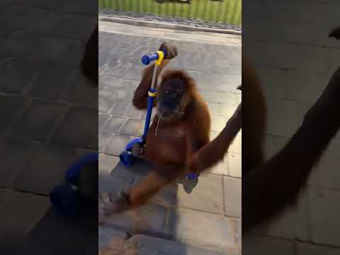 حبوبة سعيدة بلعبتها الجديدة