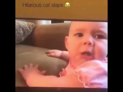 Cats don't play. They slap. Hilarious cat slaps