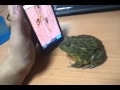Pet Frog Tries To Eat Ants On Cell Phone