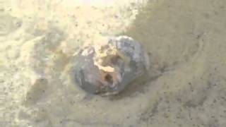 Snail Prey is Larger than Predator