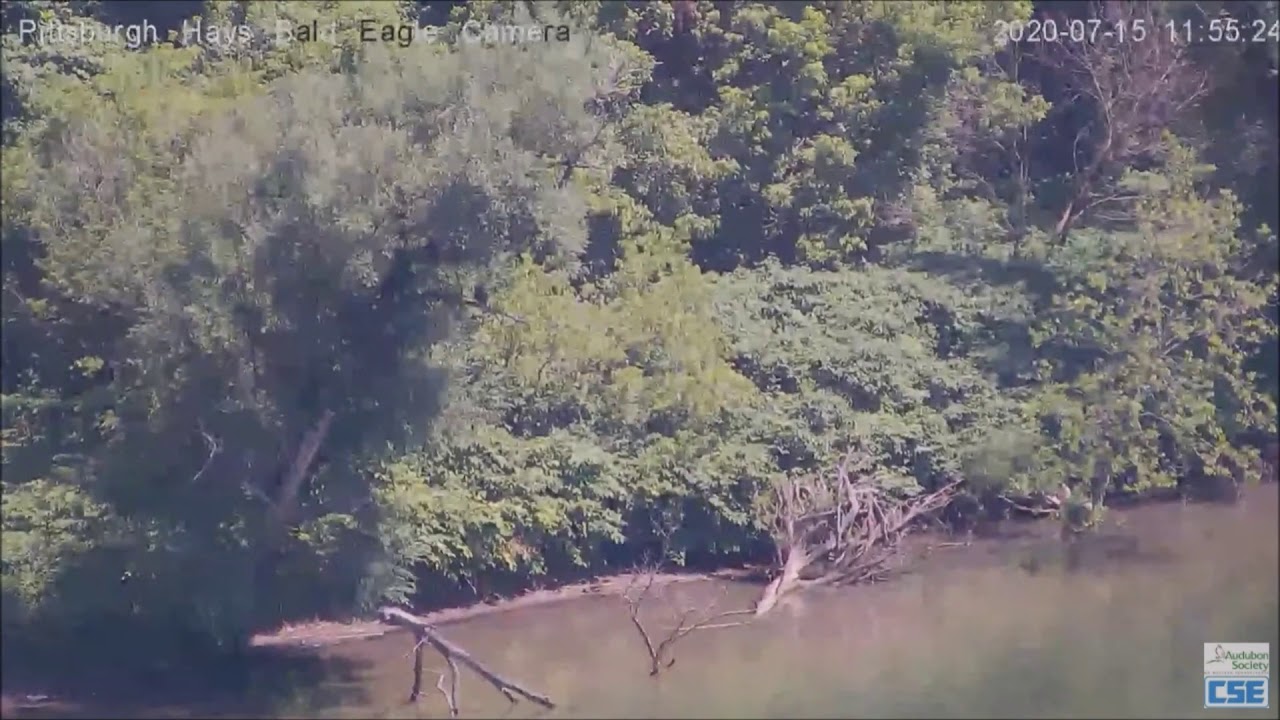 Hays Eagle sightings on the Monongahela River 71520 YouTube