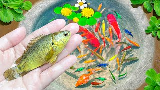 Amazing Catch Strange Fish in Aquarium Fish Pond, Ember Tetra Fish, Triangular Fish, Galaxy Fish