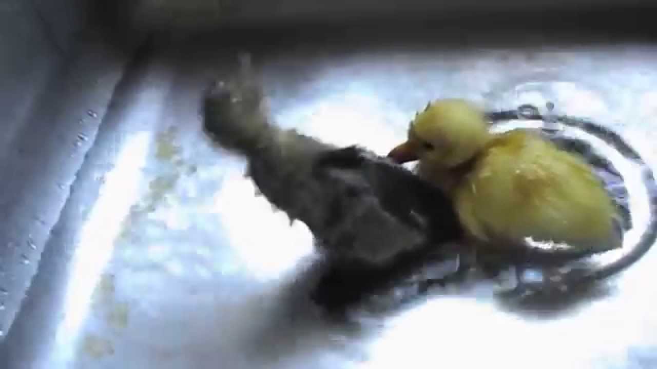 Ducklings' First Bath I