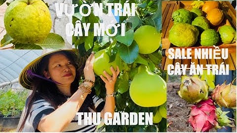 Sale Thêm Nhiều Cây Ăn Trái Và Giới Thiệu Vườn Trái Cây Mới Của Thu Garden Có Ship tt1049