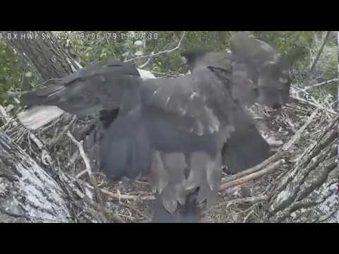 bald eagles in illinois Surrey Reserve - Mom Wakes Sleeping Eaglets For Lunch