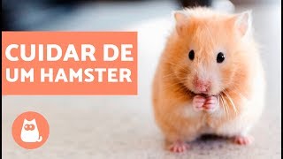 Como cuidar de um hamster