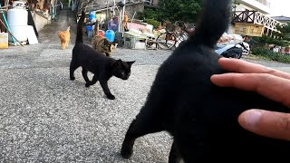 立ち止まると猫たちが一斉に駆け寄ってきてカワイイ
