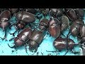 カブトムシフェスタ2019　A large number of Japanese rhinoceros beetles 【カブトムシ・クワガタムシ】