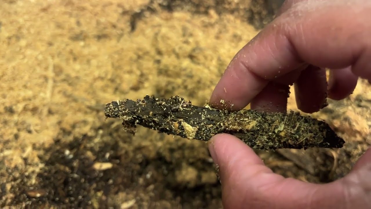 A Worm Bin Bursting with Life + A Neonate Surprise! | A Worm Farmer's Diary