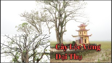 Cây Lộc Vừng Đại Thụ Trong Khuôn Viên Mộ Tổ Họ Vũ Tại Hà Nam