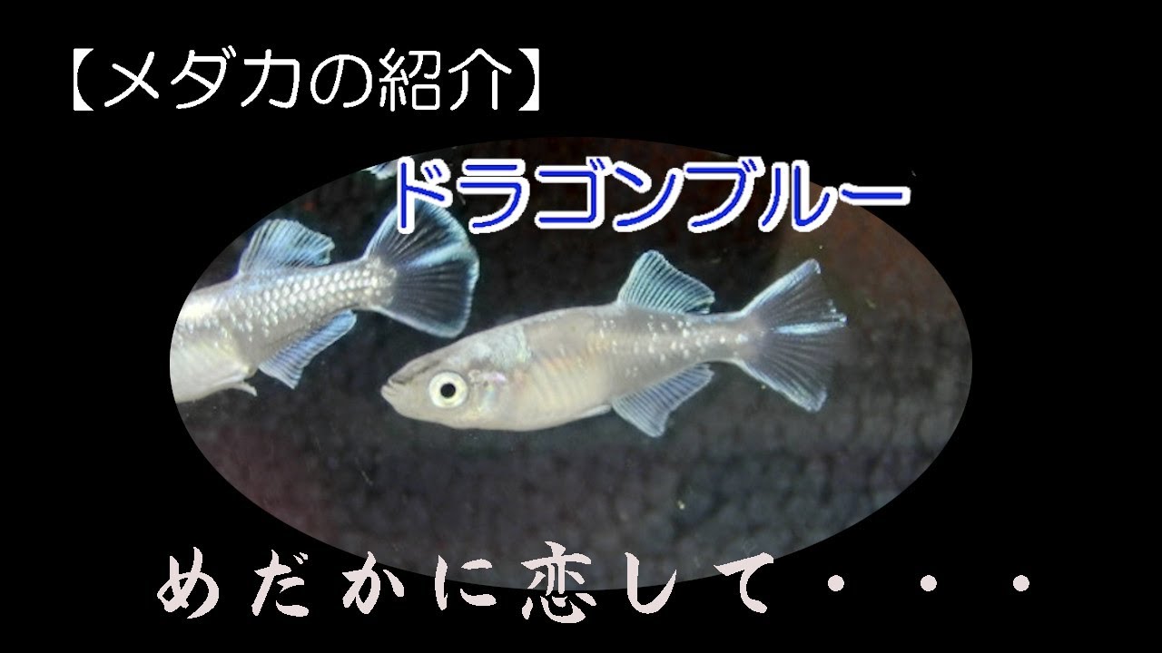 めだか恋 ドラゴンブルー 親魚メダカの紹介 Youtube めだか恋 ドラゴンブルー 親魚メダカの紹介 Youtube