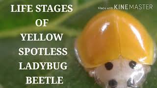 Life stages of Yellow spotless ladybug beetle