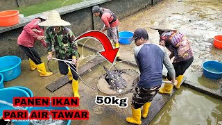 proses panen ikan pari air tawar super besar