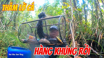 Thăm Lờ Cá | Đụng Cá Lóc Khủng & Cá Dày Chạy Quá Đã