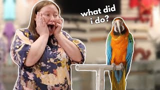 Her Reaction When Her Macaw Steps Up For The FIRST TIME