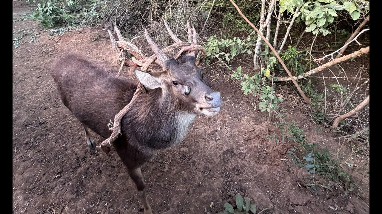 Perrito da miedo!!!!