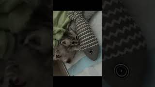 #котики #милота #мило #коты #2025