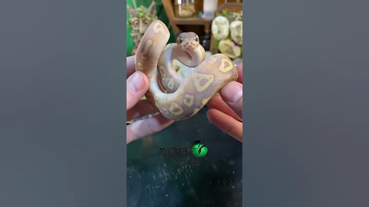 🐍 Some snakes need a little more work than others. But all need work to keep them happy and healthy