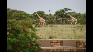 Namibia Waterhole Live Stream - Kambaku Wildlife Reserve