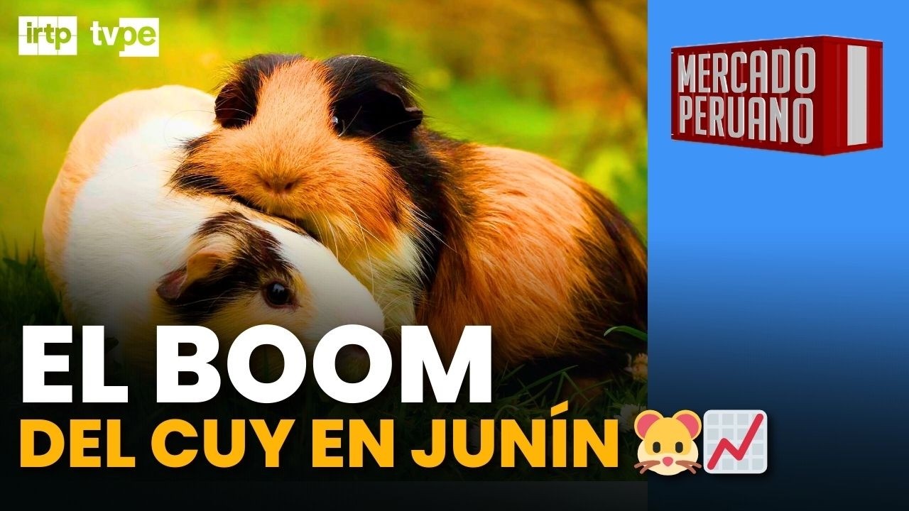 El impresionante crecimiento de la producción de cuyes en Junín | Mercado peruano