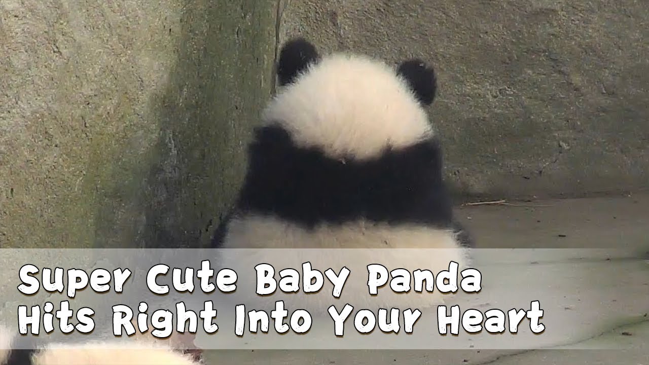 Super Cute Baby Panda Hits Right Into Your Heart Ipanda Youtube