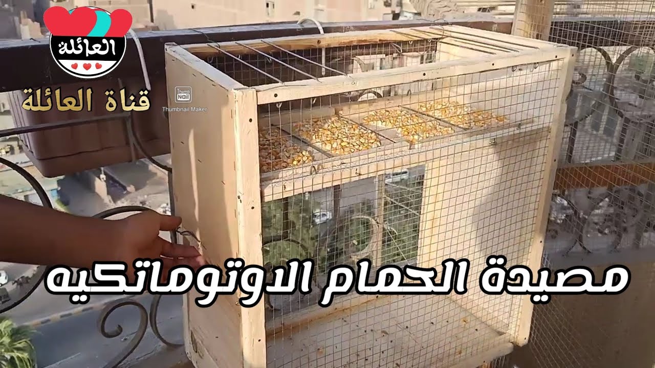 مصيدة الحمام البري الاتوماتيكيه Automatic wild pigeon trap