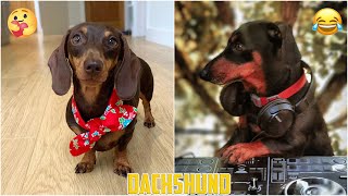 😍 Dachshund 😂 - Funny and Cute Compilation Videos 2020 #1 by Fuuny Dogs HD 39 views 3 years ago 6 minutes, 35 seconds