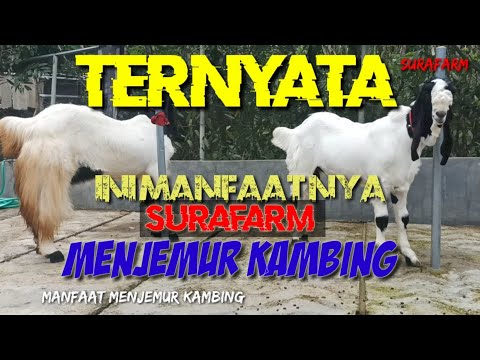 Video: Faedah Kambing Kambing