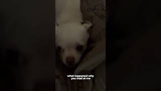 Snow Tha Products dog Pancho gets feisty 😳 #snowthaproduct #dog #chihuahua