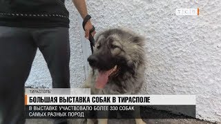 Большая выставка собак в Тирасполе Большая выставка собак в Тирасполе