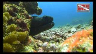wicked diving moray
A moray eel on the Similan Islands - not doing much, just hanging out! wicked diving moray