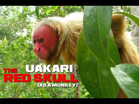 Uakari Facts - Red Skull (the Monkey) - Animal a Day U Week