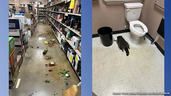 Drunk raccoon found passed out in liquor store bathroom after breaking in, ransacking shelves
