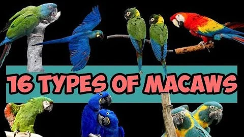 Top 16 Most Beautiful Macaw Parrot Breeds 🦜 #macaw #parrot #exotic #birds