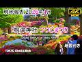 根津神社”つつじまつり”現在の状況/4K HDR