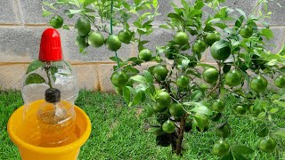 NUNCA MAIS COMPRE MUDA de LIMÃO ou LARANJA (técnica árabe)