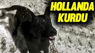 Tommy Hollanda Kurdu 8 Aylıkken