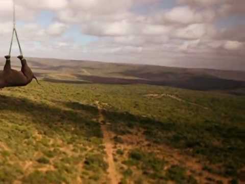 Video: Diese Frauen Schützen Nashörner In Südafrika - Matador Network