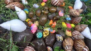 Seru Panen Banyak Siput, Bekicot, Cari Keong Emas, Kelomang Warna Warni - Rumah Siput