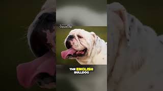 French Bulldogs vs Boston Terriers! Discover the Connection #frenchbulldog  #bostonterrier #dogvsdog