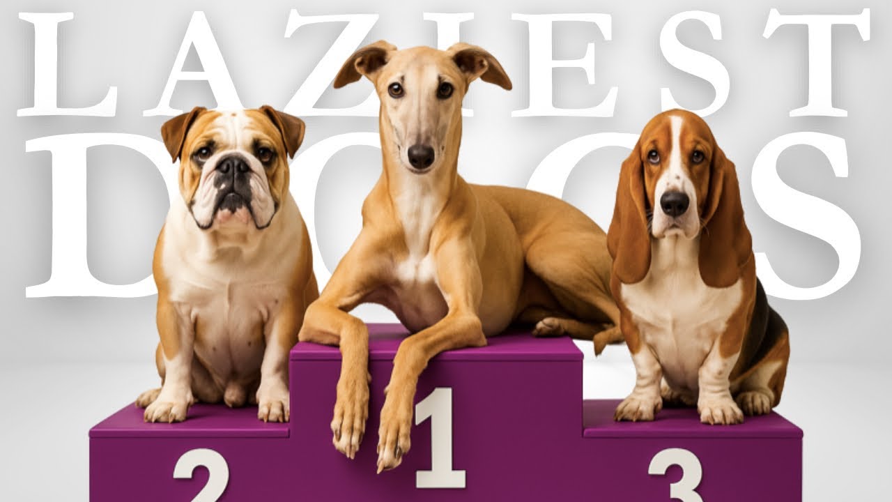 I Found The PERFECT Dog For Lazy People