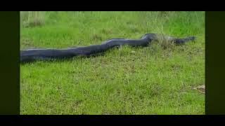 Information 😱 MASSIVE African Rock Python Spotted on a Farm in Ballito, South Africa! 🐍🔥 #Shorts Guide