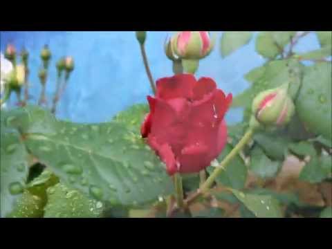Vidéo: Rosier Floribunda