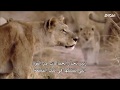 وثائقي اسود في المعركة -مترجم--Documentary -Lion  in Battle