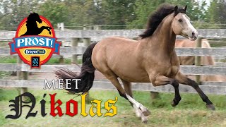 Meet Nikolas, the BreyerFest 2022 Celebration Horse 🇩🇪 | Breyer Model Horses