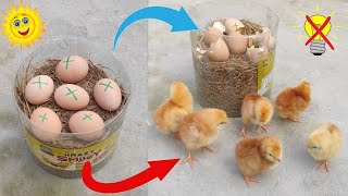 Glass incubator Hatching Result 100% \/\/ Sunlight chicken hatching Without Bulb \/\/ Incubator egg