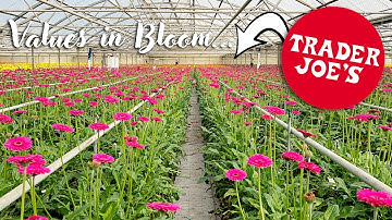 Values in Bloom: From Buds to Bouquets | Trader Joe