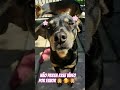 não passa meu vídeo por favor 🐶 🥰 🐶 #amomeuspets #petsfofinhos #pets #cachorro