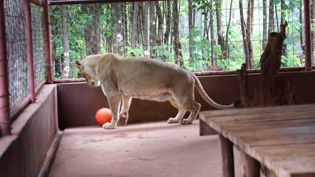 malawi map Bella the lion goes bowling